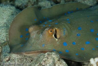 Arraia - Bluespotted stingray (Taeniura lymma)