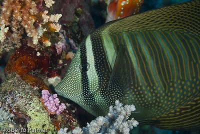 Cirurgião - Surgeonfish - Sailfin tang (Zebrasoma desjardinii)