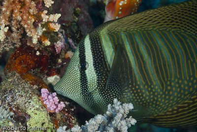 Cirurgio - Surgeonfish - Sailfin tang (Zebrasoma desjardinii)