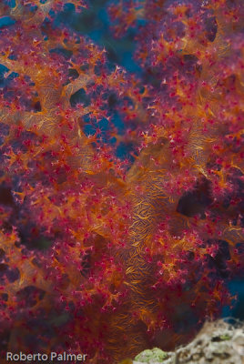 Coral Mole - Soft Coral