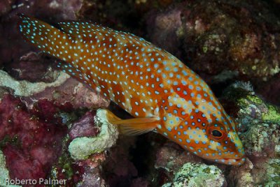 Garoupa - Red Sea Coral Grouper