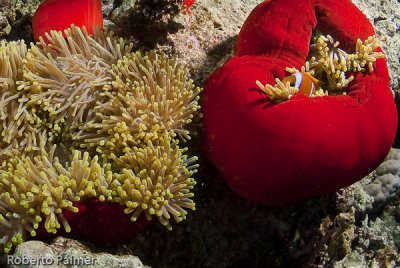 Anemona Vermelha - Magnificent Anemone  (Heteractis magnifica)