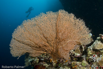 Gorgonia - Gorgonian Fan Corals