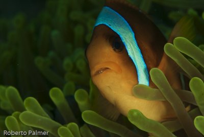 Peixe palhao - Red Sea Anemonefish (Amphiprion bicintus)