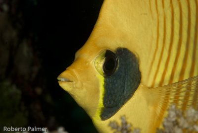 Borboleta - Golden butterflyfish (Chaetodon semilarvatus)