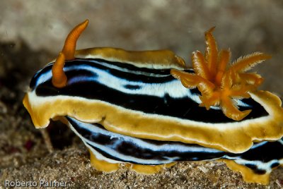 Nudibranquio - Pyjama slug (Chromodoris quadricolor)