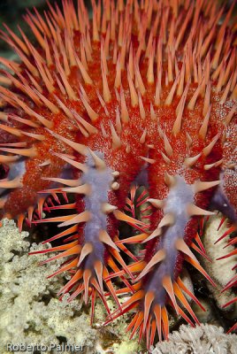 Estrela Coroa de espinhos - Crown-of-thorns starfish (Acanthaster planci)