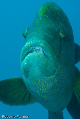 Napoleão - Napoleonfish (Cheilinus undulatus)