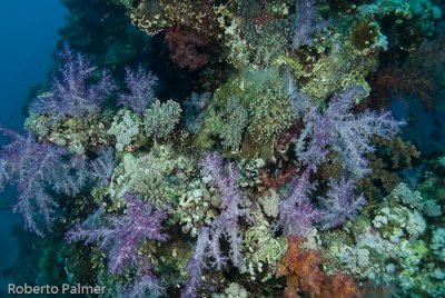 Corais Moles - Soft Corals