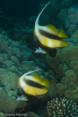 Borboleta - Red Sea bannerfish (Heniochus diphreutes)