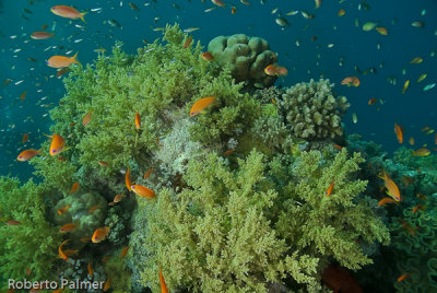 Corais moles - Soft Corals