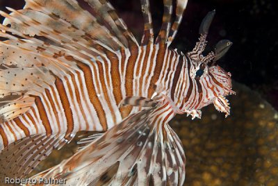 Peixe Leo - Russell's lionfish (Pterois russelli)