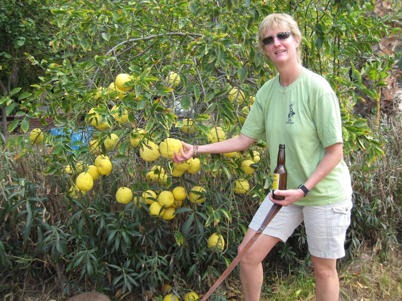 Lemon GRANDE