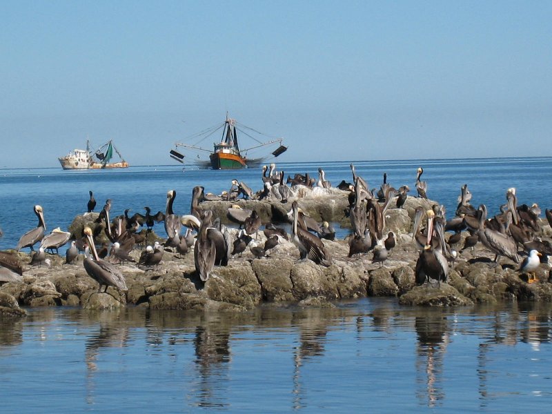 Lots of Pelicans With Shrimp Boats