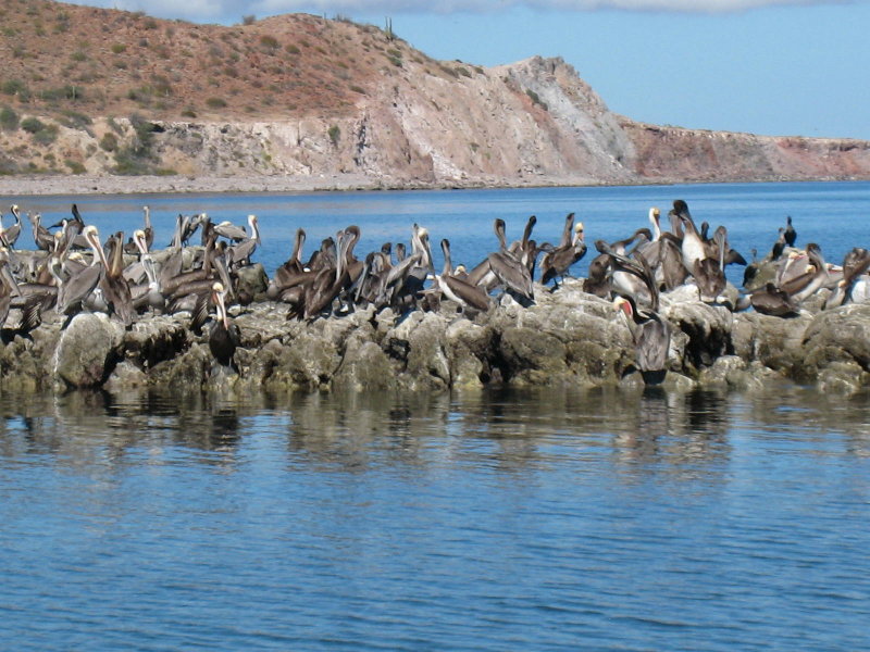 More Pelicanos