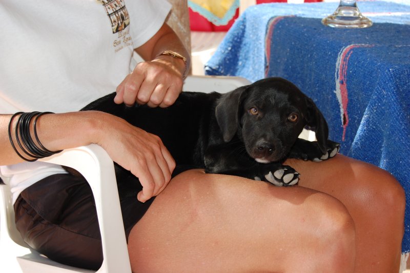 Baby black lab at Pancho Villas