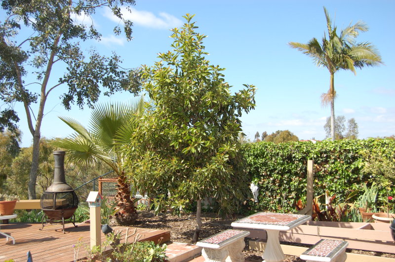 Avocado Tree March 2009