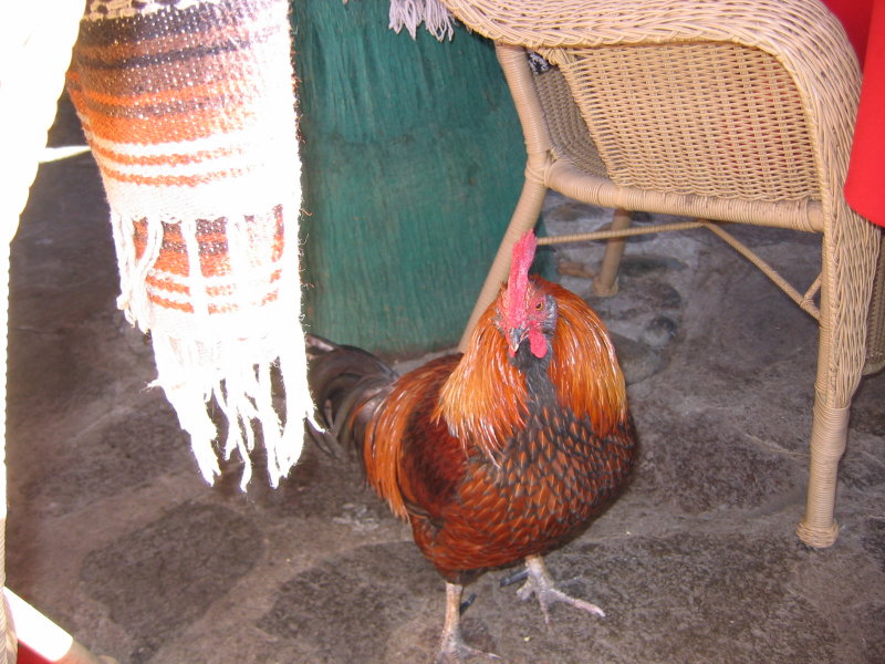 Baja Rooster
