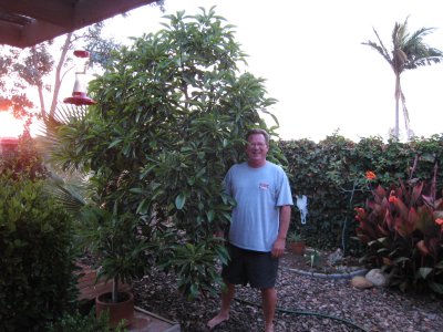 Avocado tree July 2008