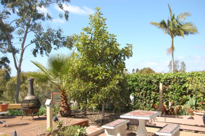Avocado Tree March 2009