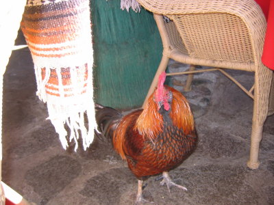 Baja Rooster