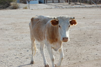 Catavina Cow.JPG