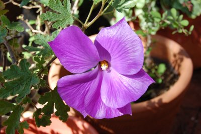 Purple Hibiscus