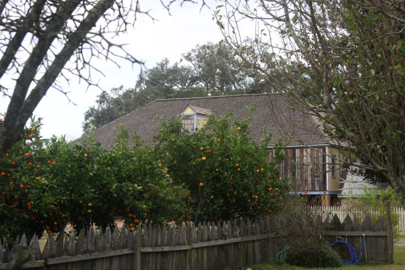 Laura - Citrus trees and cypress picket fence surrounding kitchen garden