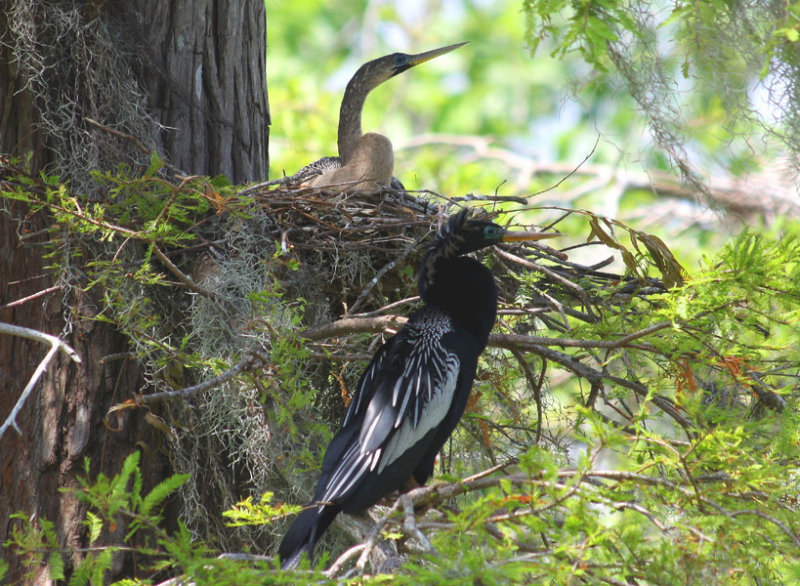 Anhingas Keep Each Other Company During Nesting
