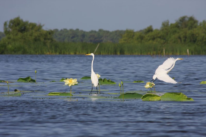 Egrets on Graine a Voler Pads in Early Morn