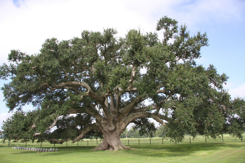 Live Oak Tree Shelters the Dead at Louisiana Prison