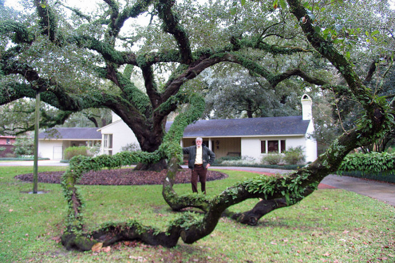 Urban Landscape -Now That is Some Oak Tree