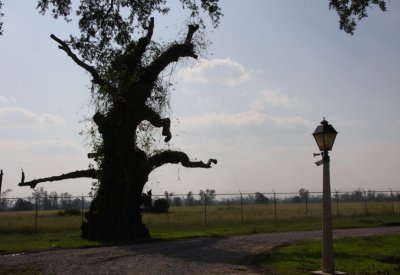 The Gnarled, Ancient Oak of Carville