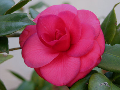 First Camellia of the Season - Purple Dawn