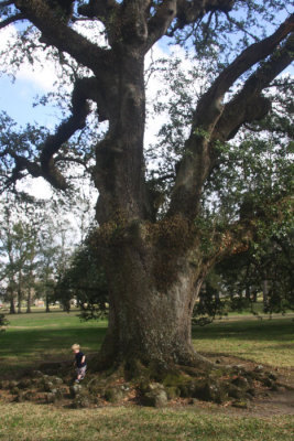 Little Christmas Visitor Plays on Roots of Ancient Live Oak Tree