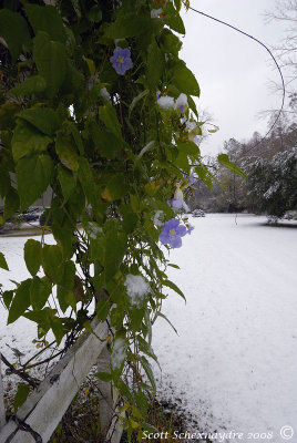 The Day it Snowed on My Blue Flowers