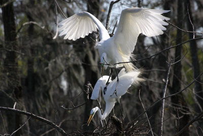 Great Egrets Mating