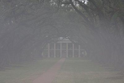 Oak Alley in the Fog