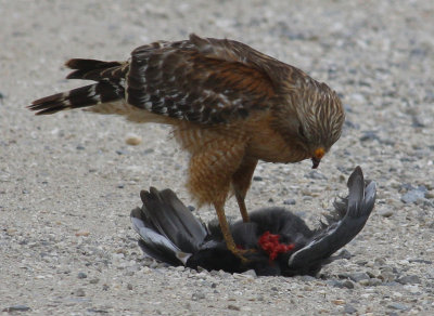 Red Shoulder Hawk - Bird of Prey