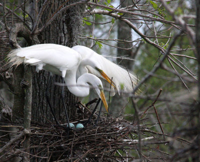 Great Egrets - Two Eggs