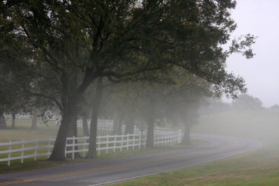 Louisiana River Road in Fog