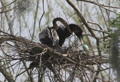 Anhingas Robbing the Nest of the Great Egret