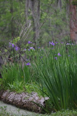 Louisiana Irises in the Wild