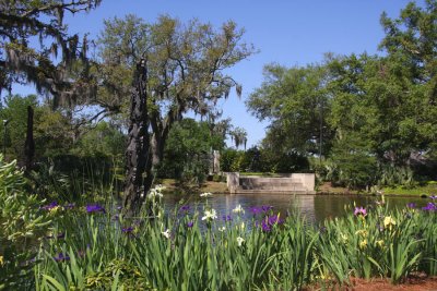 Louisiana Irises Bloom in Sculpture Garden