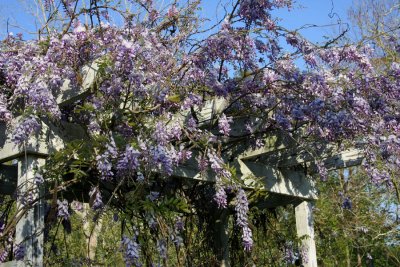 Wisteria