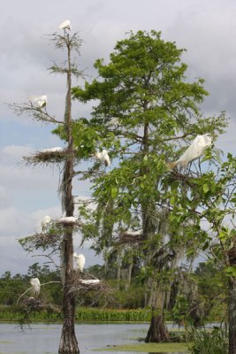 Great Egrets Nesting