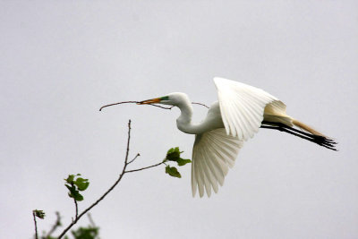 Great Egret on a Mission