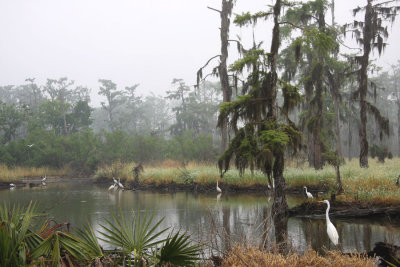 Early Morning Mist in the Swamp