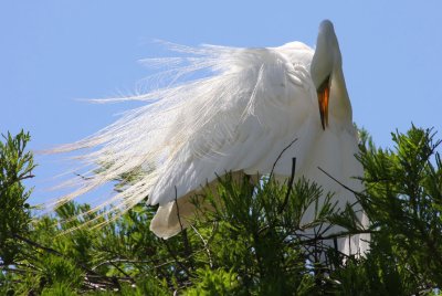 Great Egret - Glow from Within
