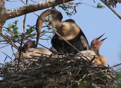 Anhinga and Her Two Babies